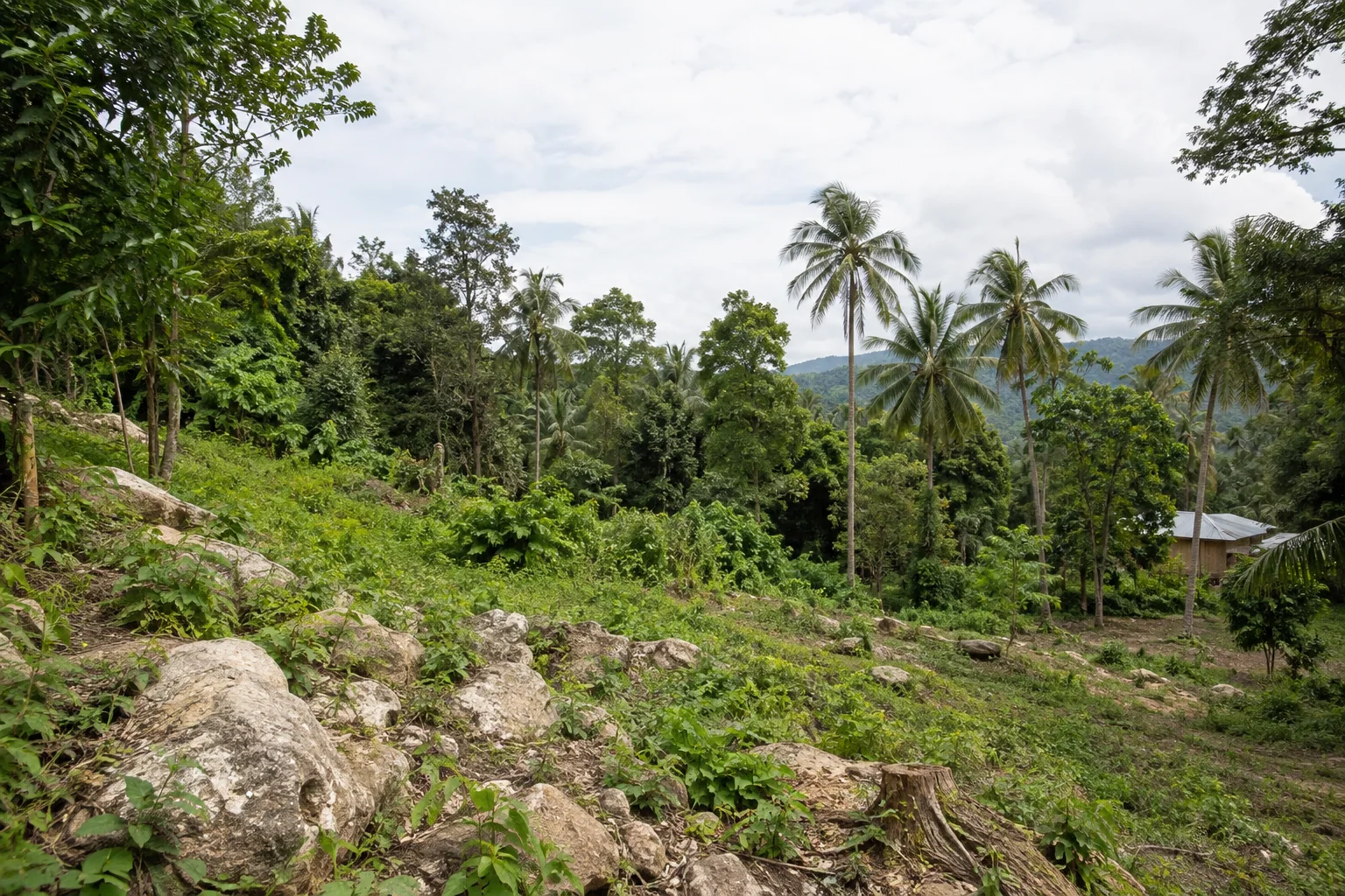 A broad view of a distinct undeveloped tropical parcel, its terrain and natural planting